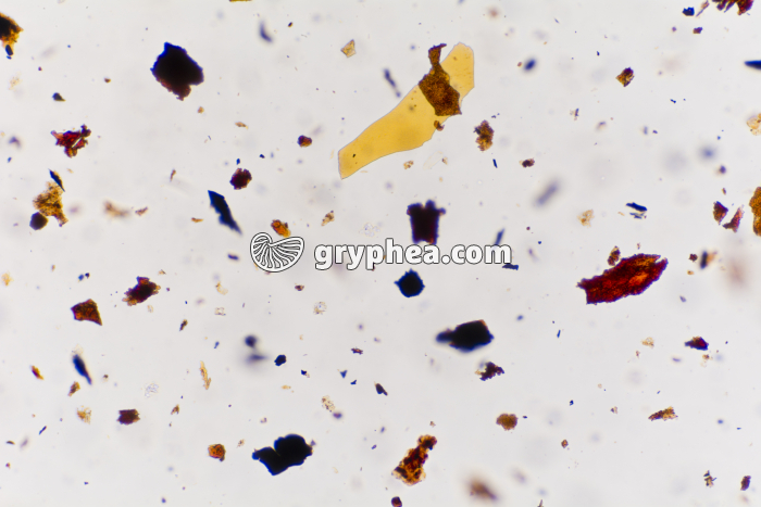 Houille x25 - gryphea.com